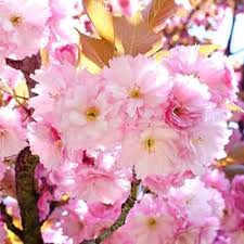 Pink Prunus Flower Seeds
