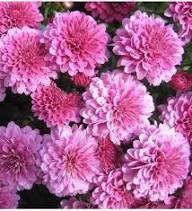 Chrysanthemum Flower Seeds Mixed Seeds for Planting Heirloom Non-GMO High Germination Organic Garden Seeds - Heirloom