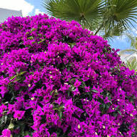 Purple Bougainvillea Flower Seeds