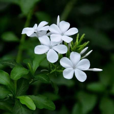 White Plumbago Flower Heirloom Non-GMO High Germination Organic Garden for Planting Seeds - Heirloom Non GMO High Germ