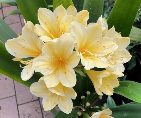 Yellow Clivia Flower Seeds