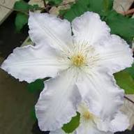 Clematis Flower Seeds