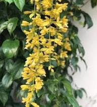 Yellow Eccremocarpus Flower Seeds for Planting - Heirloom Non GMO High Germination Garden Seeds for Planting