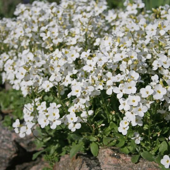 White Cress Aubrieta Flower Seeds