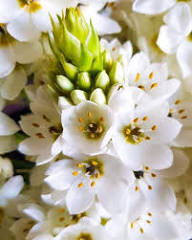 White Chincherinchee Flower Seeds Exotic Flowering Plants Colorful Backyard Beauty Colorful Seeds for Planting - Heirloo