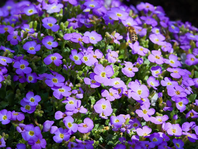 Mixed Cress Flower Seeds