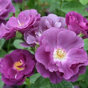 Purple Climbing Rose Flower for Planting Heirloom Non-GMO High Germination Organic Garden Seeds - Heirloom Non GMO