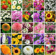 Mixed Perennial Flower Seeds - Heirloom Non GMO High Germination Organic Flower Seeds for Planting