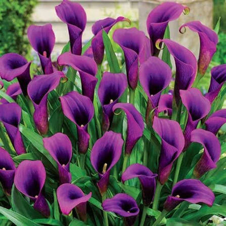 Purple Zantedeschia Calla Lily Flower Seeds