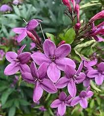 Purple Blooming Jasmine Flower Flower Seeds - Heirloom Non GMO High Germination Organic Garden Planting Seeds