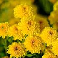 Yellow Chrysanthemum Flower Seeds Rare Blooming Plants Balcony and Patio Gardening Colorful Seeds for Planting - Heirloo