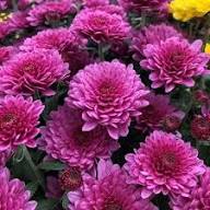 Pink Chrysanthemum Flower Seeds Exotic Flowering Plants for Backyard Garden Beauty for Colorful Seeds for Planting