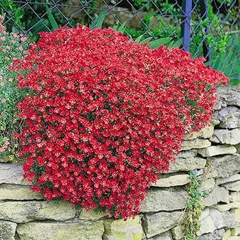 Red Cress Aubrieta Flower Seeds