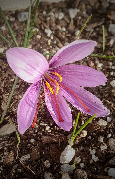 Pink Crocus Sativus Flower Seeds
