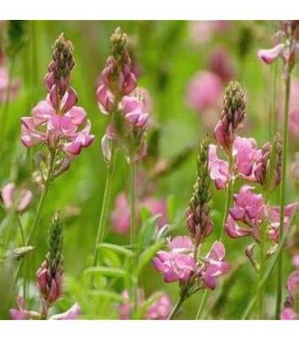 Onobrychis Viciifolia Flower Seeds