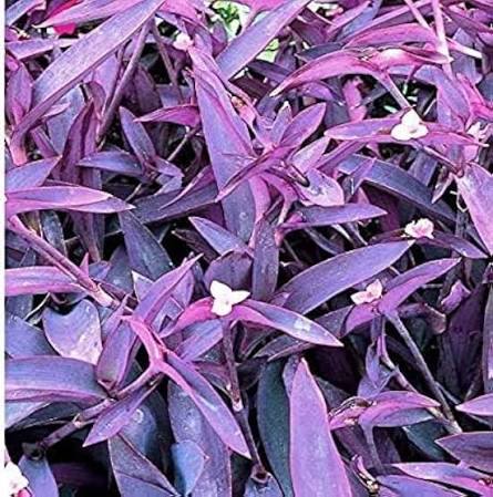 Tradescantia Flower Seeds