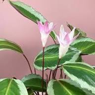 Calathea Warscewiczii Flower Seeds Heirloom Non-GMO Seeds for Planting High Germination Organic Garden Seeds Easy Grow