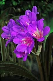 Purple Clivia Flower Seeds - Heirloom Non GMO High Germination Garden Seeds for Planting