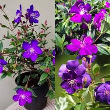 Tibouchina Flower Seeds