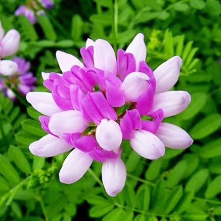 Purple Astragalus Flower Seeds