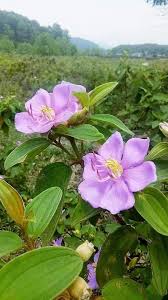 Pink Tibouchina Flower Seeds Heirloom Non GMO High Germination Organic Garden Seeds for Colorful Seeds for Planting -