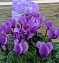 Purple Cyclamen Flower Seeds Exotic Flowering Plants Colorful Backyard Beauty Colorful Seeds for Planting Heirloom Non GMO High Germination Organic Garden Seeds