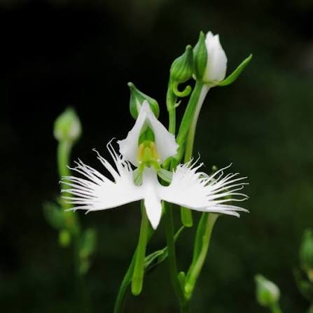 White Egret Orchid Flower Seeds