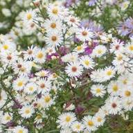 White Aster Flower Seeds