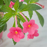 Pink Achimenes Flower Seeds