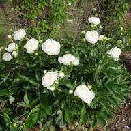 White Yellow Walter Mains Flower Seeds for Planting - Heirloom, Non-GMO, High Germination, Organic Garden Seeds