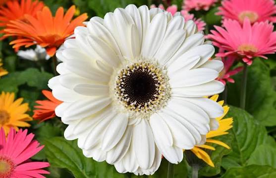 White Gerbera Flower Seeds – Exotic Flowering Plants for Vibrant Backyard Beauty