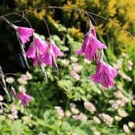 Pink Dierama Flower Seeds
