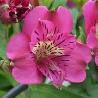 Pink Alstroemeria Flower Seeds