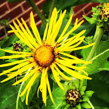 Elecampane Flower Seeds