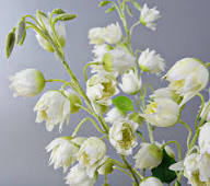 White Yucca Gloriosa Flower Flower Seeds - Heirloom Non GMO High Germination Organic Garden Planting Seeds