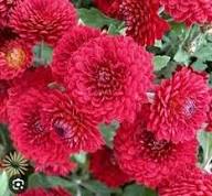 Red Chrysanthemum Flower Seeds Easy Grow Blossoms Home Garden Decoration Colorful Landscape Seeds for Planting Heirloom Non-GMO High Germination Organic Garden Seeds