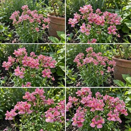 Pink Nemesia Flower Seeds – Heirloom, Non-GMO, High Germination Seeds