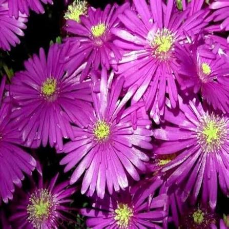 Pink Delosperma Flower Seeds