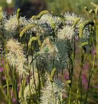 Yellow Organic Sanguisorba Flower Seeds Heirloom Non GMO High Germination Organic Garden Seeds Seeds for Planting Orname