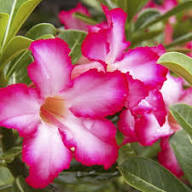 Pink Adenium Flower Seeds Exotic Flowering Plants Colorful Backyard Beauty Colorful Seeds for Planting Heirloom Non-GMO