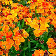 Orange Erysimum Flower Seeds