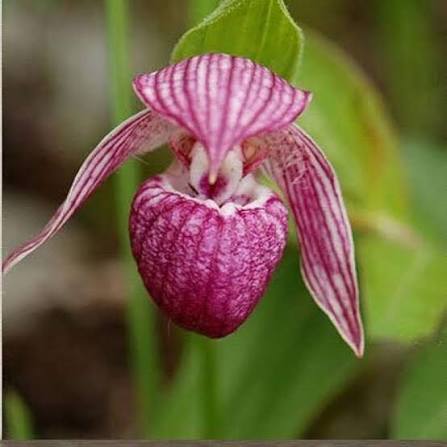 Pink Cypripedium Flower Seeds