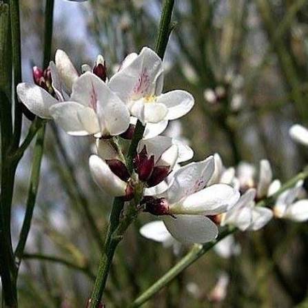 Retama Flower Seeds
