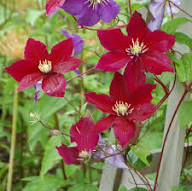 Red Clematis Flower Seeds - Heirloom Non GMO High Germination Garden Seeds for Planting