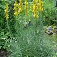 Yellow Asphodeline Flower Seeds