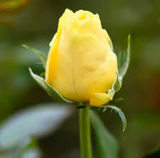 Rose Flower Seeds and Growing Exotic Flowering Plants for Colorful Backyard Beauty | Heirloom Non-GMO Premium Seeds...