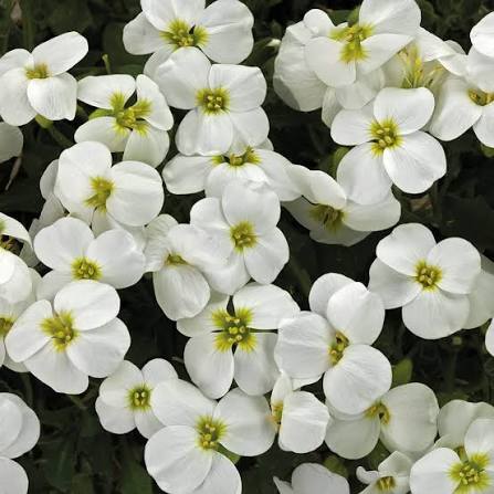 White Cress Aubrieta Flower Seeds