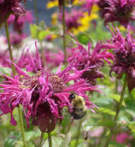 Pink Bee Balm Flower Flower Seeds - Heirloom Non GMO High Germination Organic Garden Planting Seeds
