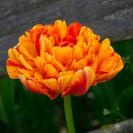 Sunlover Tulip Flower Seeds