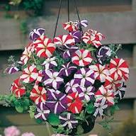 Petunia Mixed Double Petals Flower Seeds Heirloom Non-GMO Seeds for Planting High Germination Organic Garden Seeds Easy